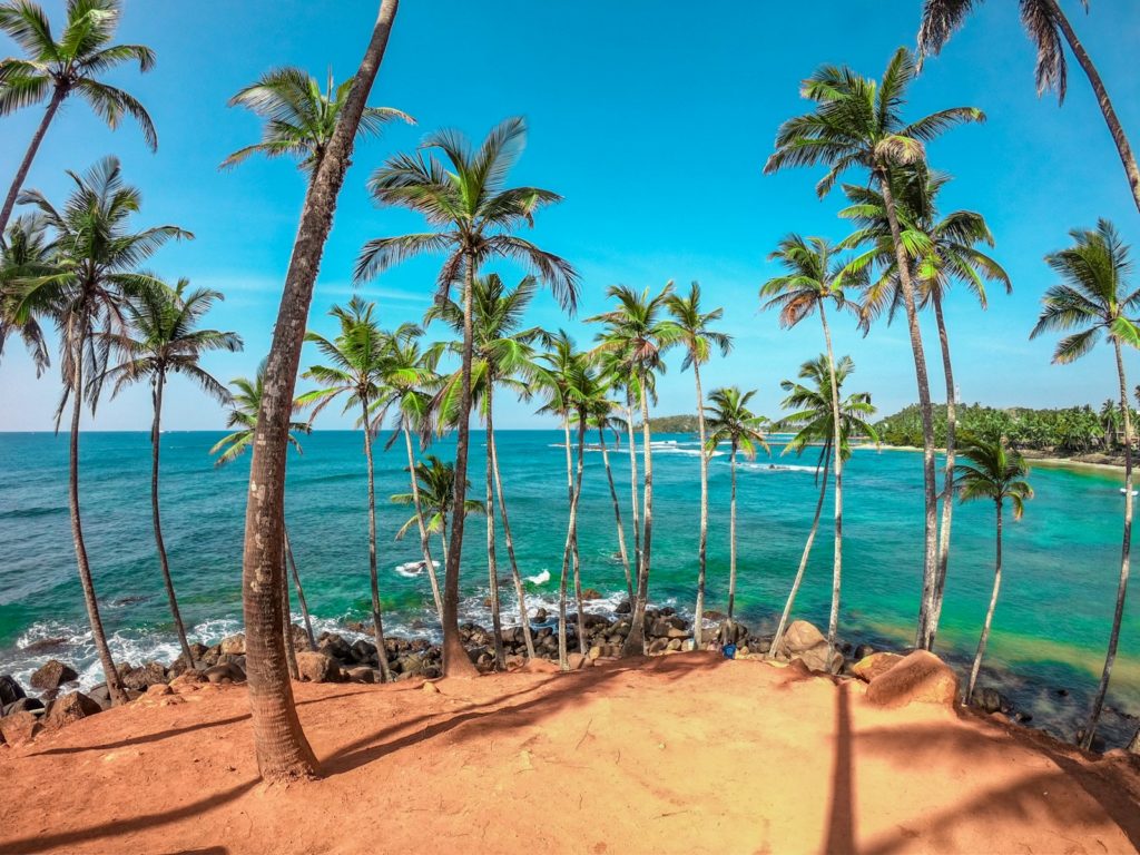 palm trees on beach shore during daytime